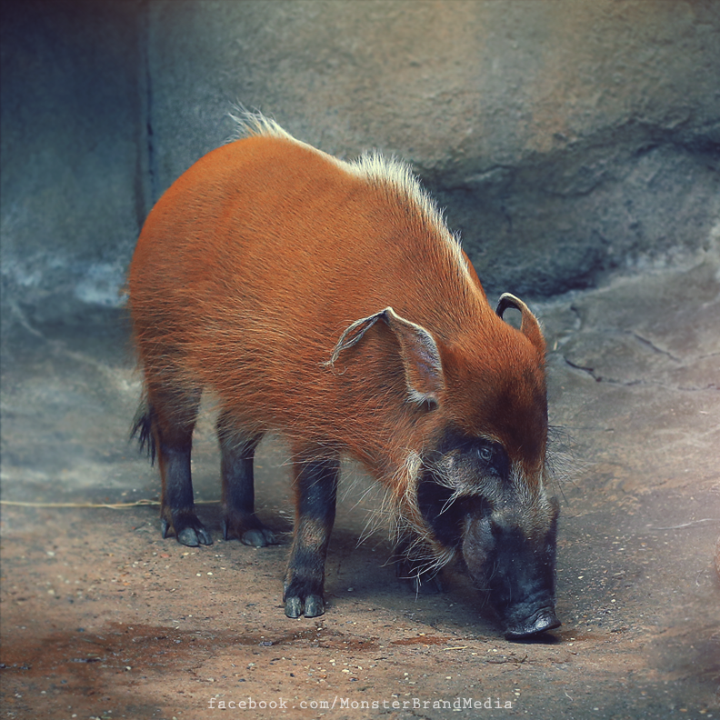 Day 219 - Red River Hog