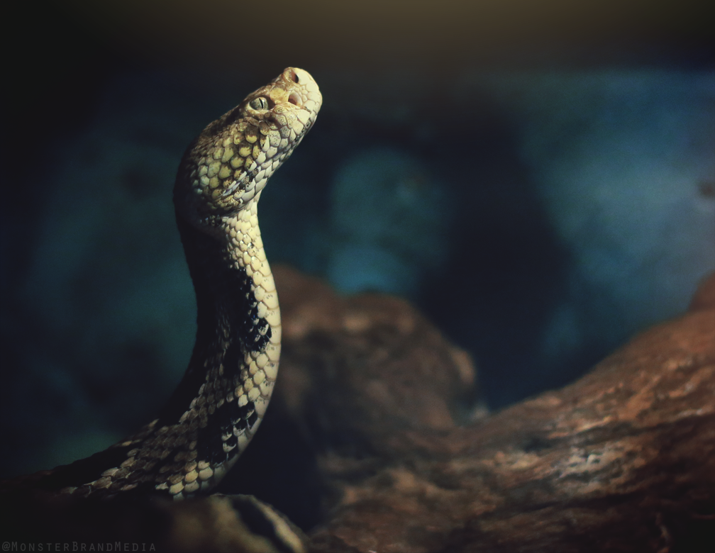 Rattlesnake