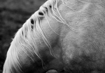 Day 279 - Equine