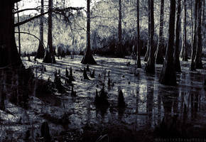 Dark Swamp