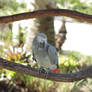 African Grey