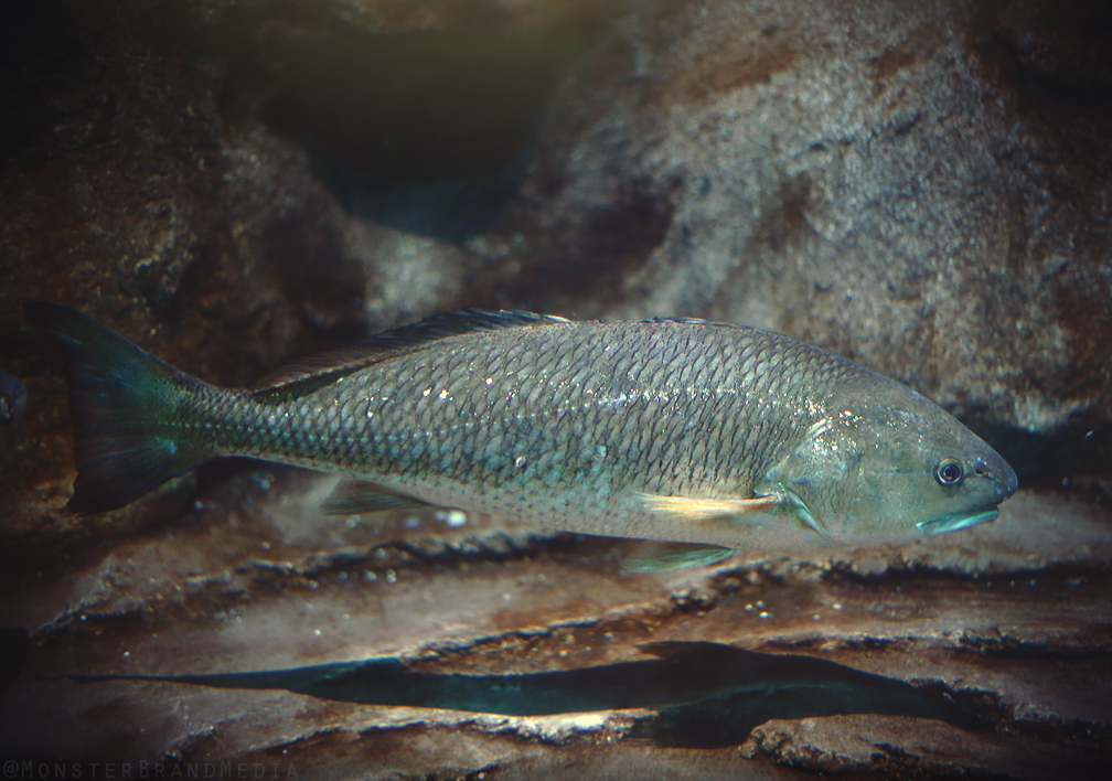 Speckled Seatrout