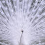 White Peacock closeup