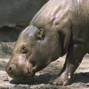 Pygmy Hippo