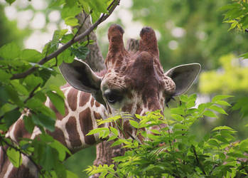 Camo Giraffe