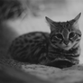 Black-footed Cat