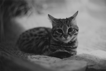 Black-footed Cat