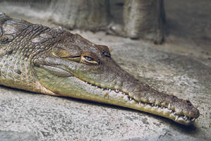 Orinoco Crocodile