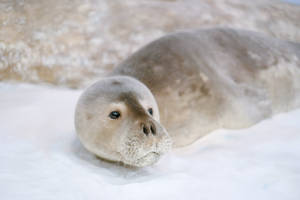 Weddell Seal