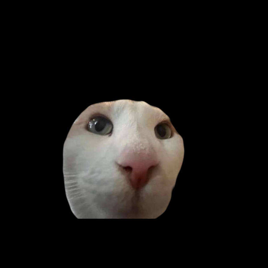 Ricky Ricardo Cat rico cat by spicychickenfries on DeviantArt