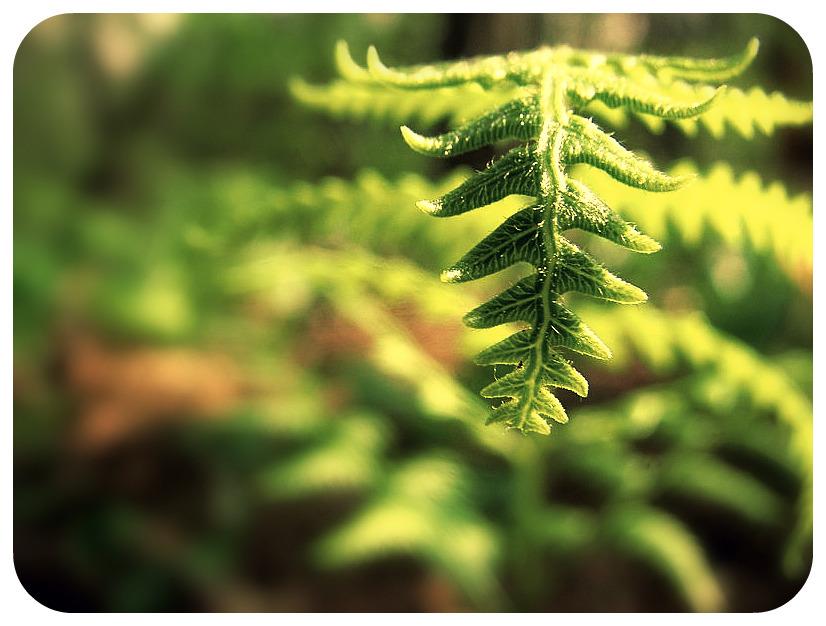 Fern