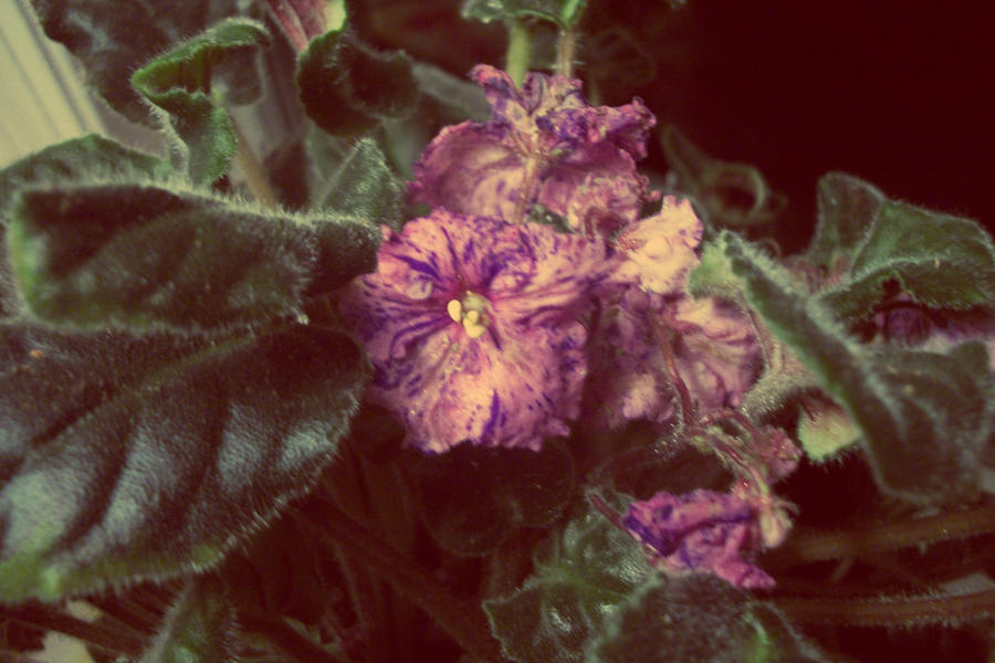 Heirloom African Violet