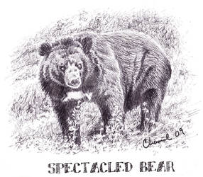 Spectacled Bear