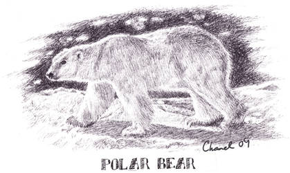 Polar Bear