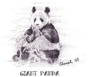 Panda Bear