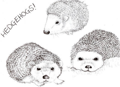 Hedgehog Pencil Sketches