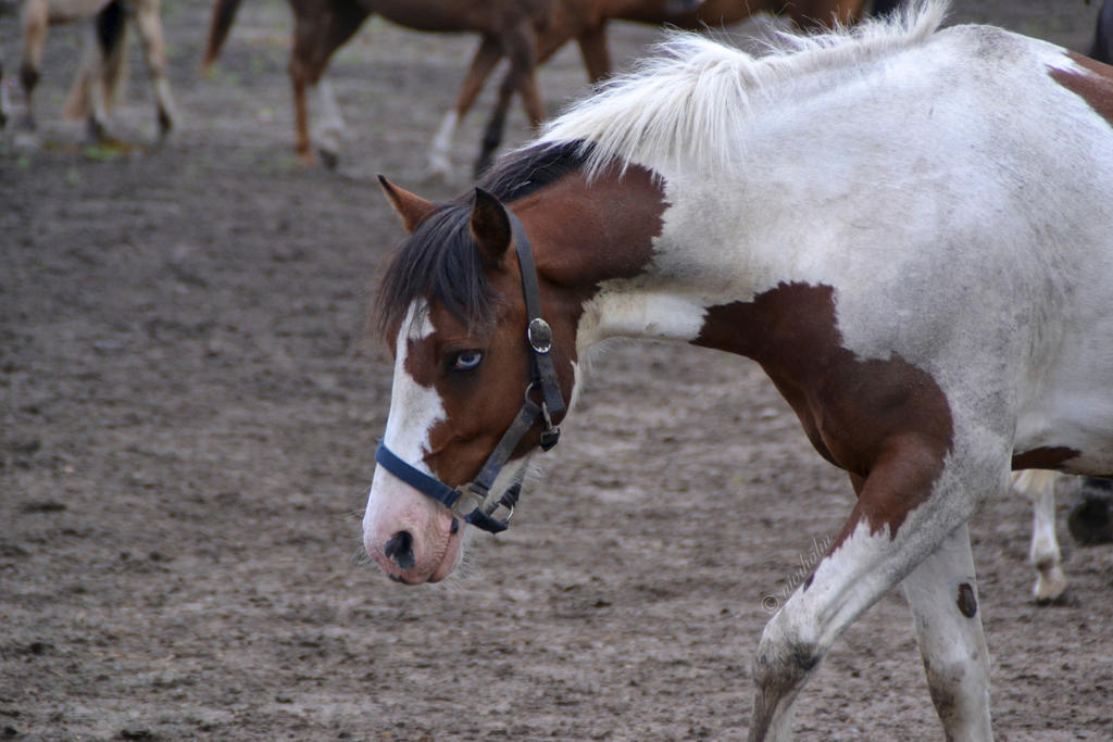 Blue eyed pinto