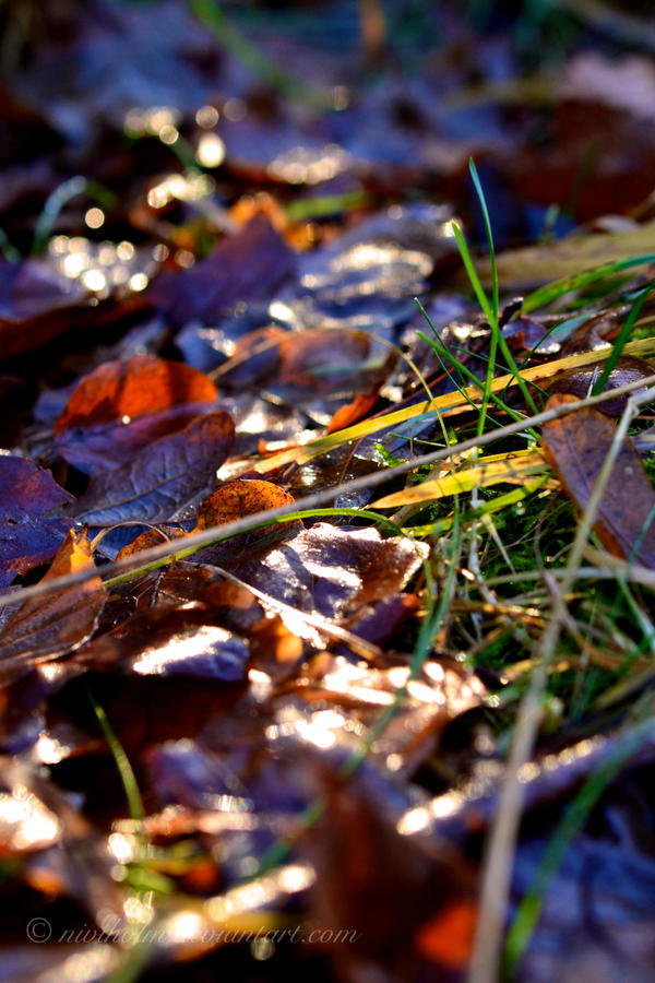 Fallen leaves