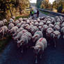 Transhumance