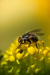 Black on Yellow