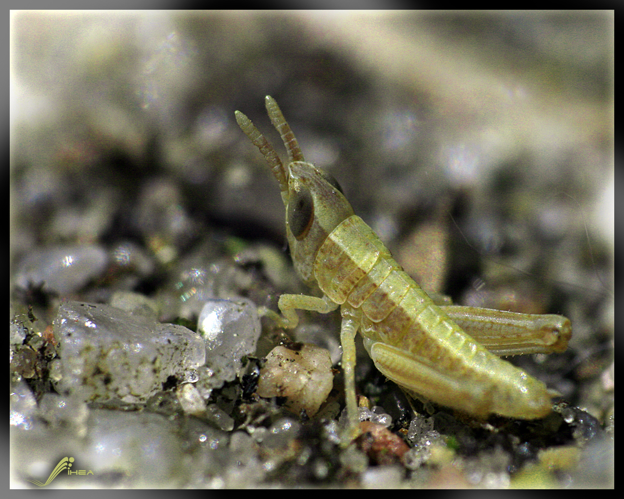 Baby-Grasshopper - MACRO