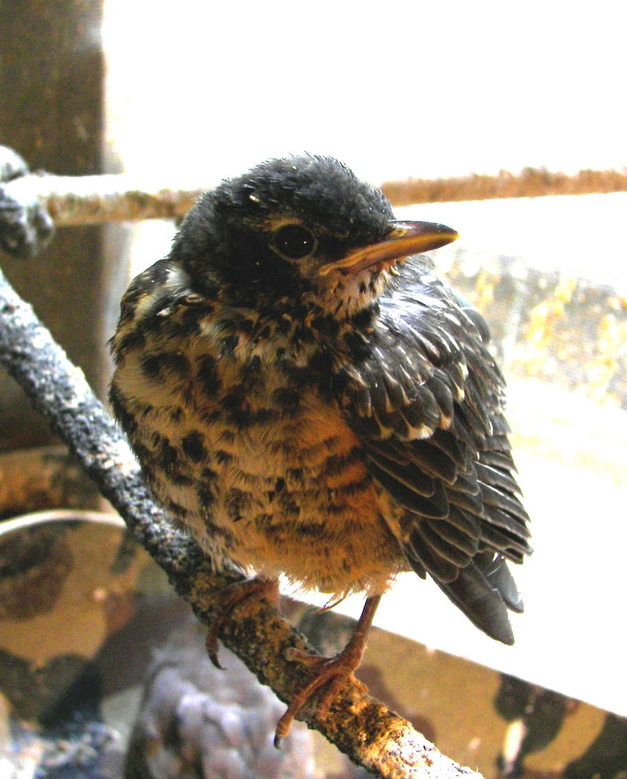 Baby Robin