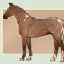 SOLD - Lineage Warmblood Stallion