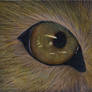 Lion Eye