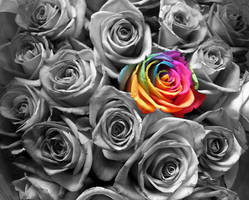 Rainbow Rose