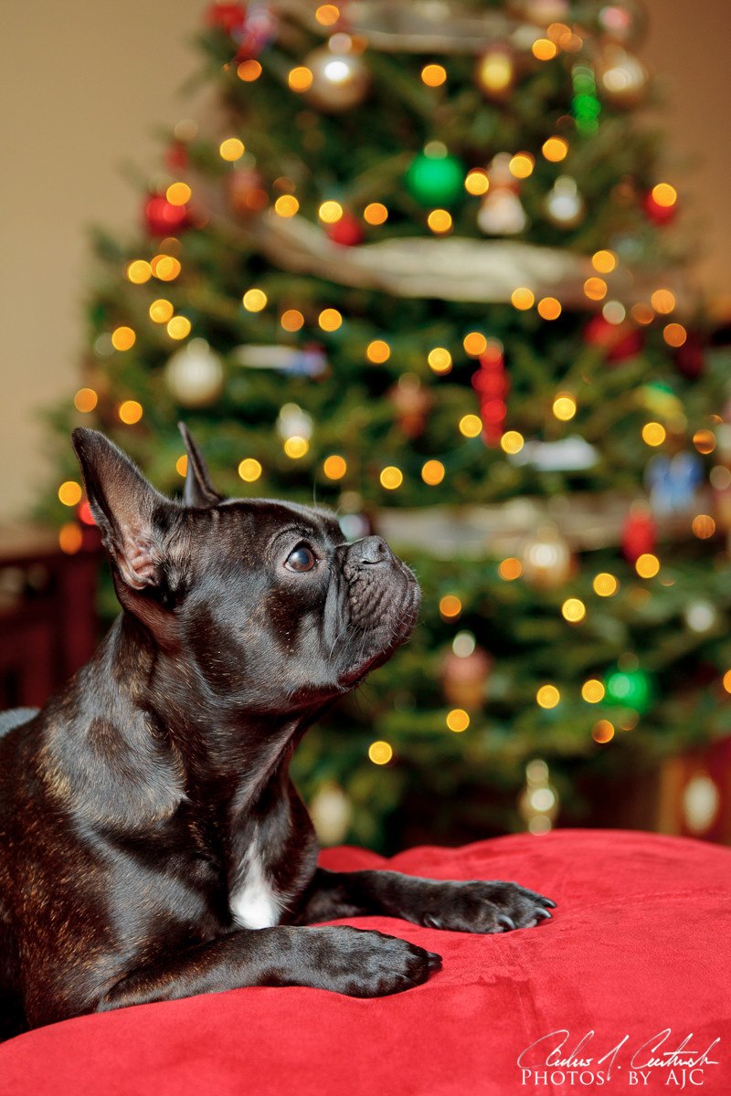 Christmas Card Puppy