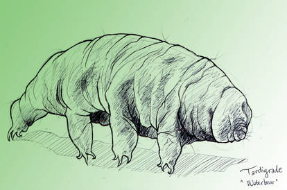 Tardigrade