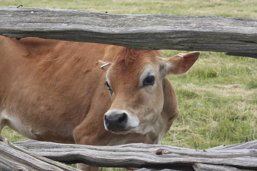 cow