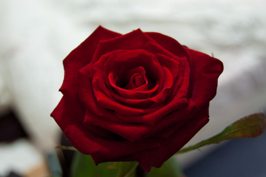 Valentine Rose by DeborahBeeuwkes on DeviantArt