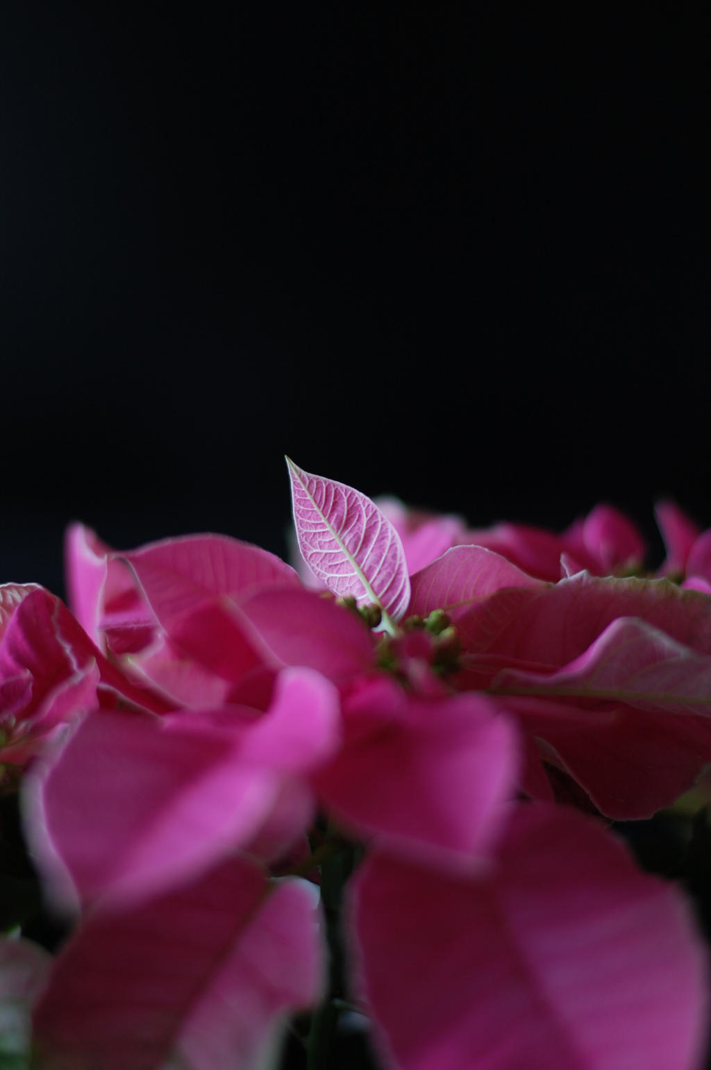 Poinsettia