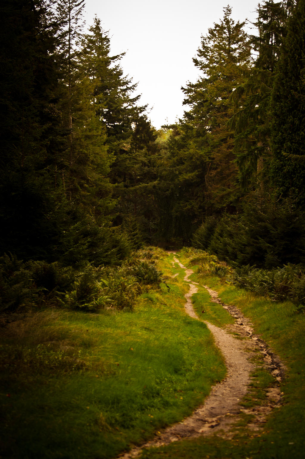 Forest trail