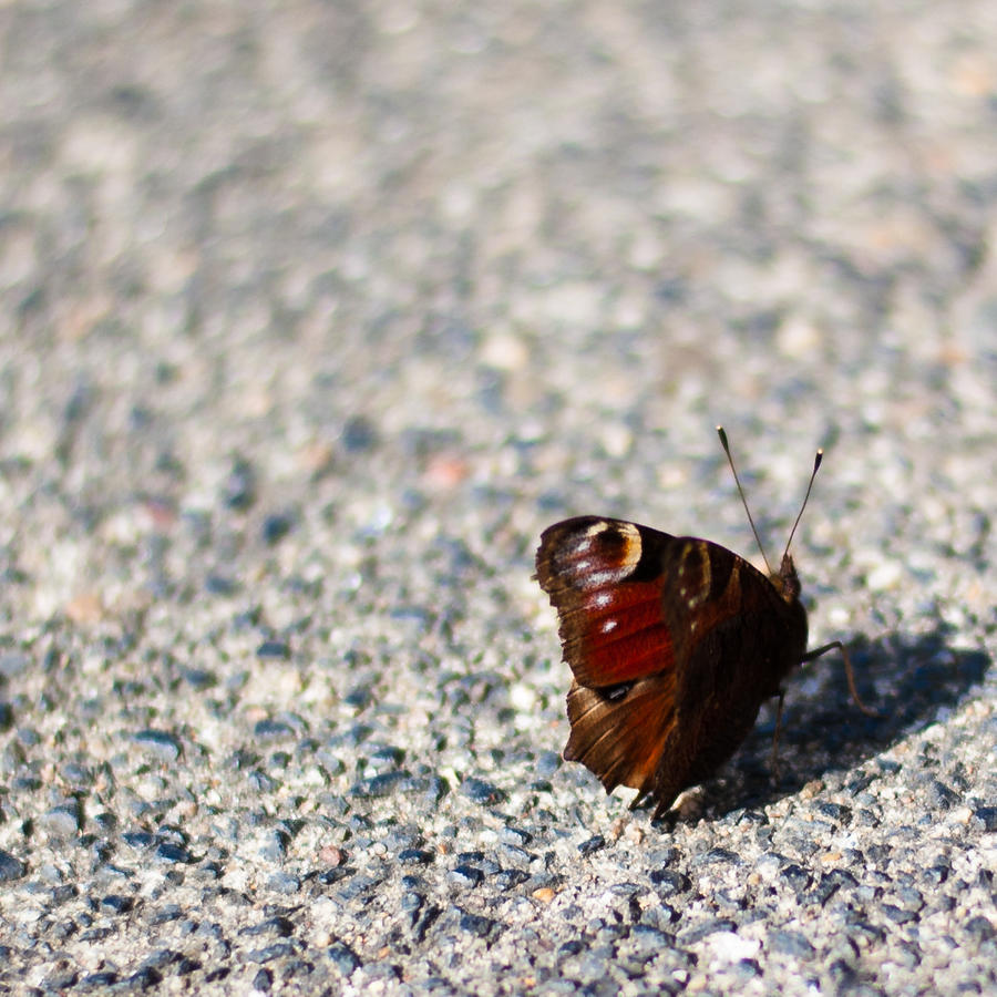 Peacock Butterfly