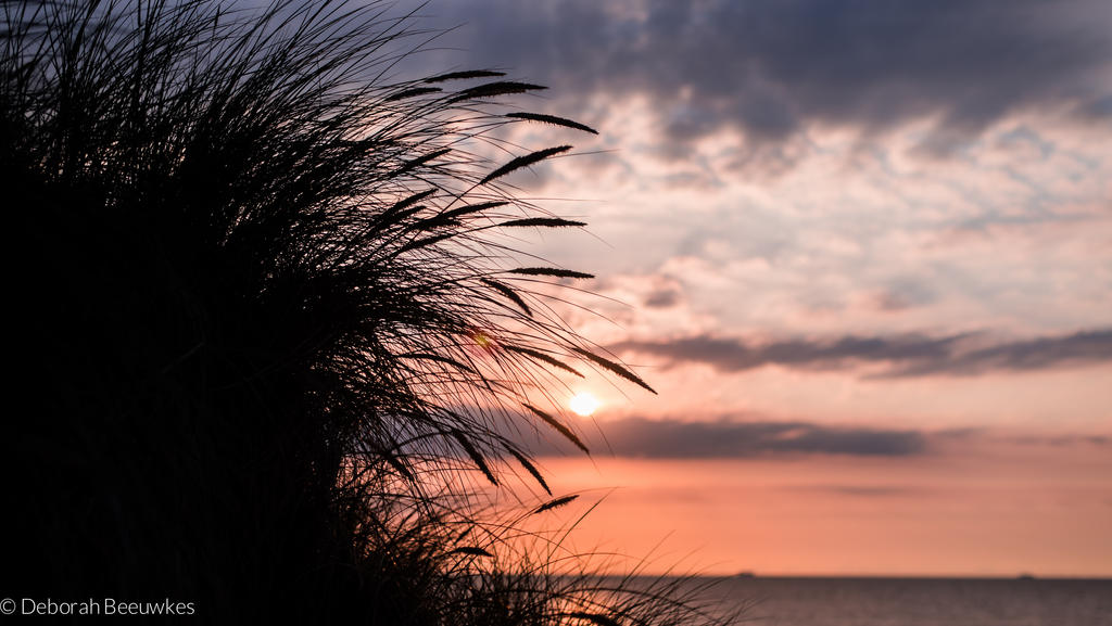 Beach grass II