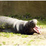 Yawning Pygmy hippo