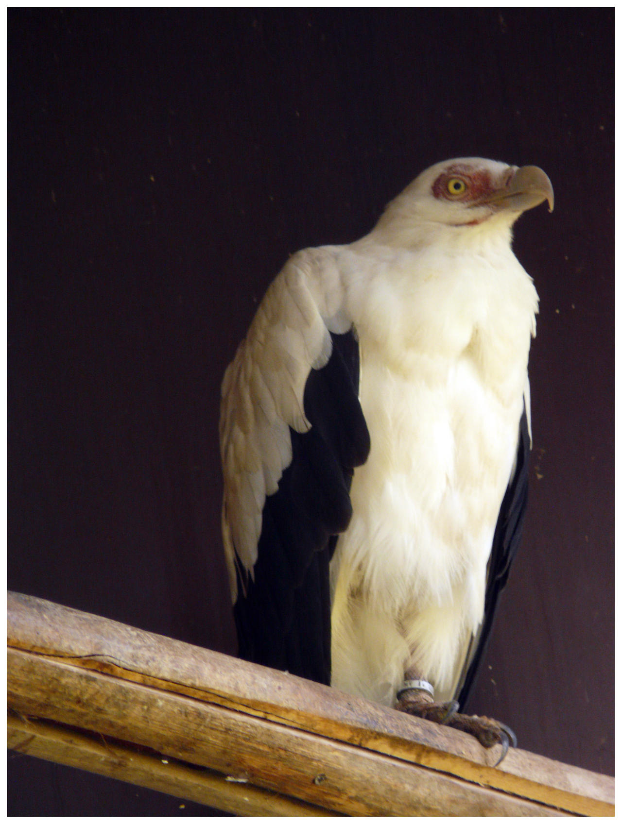 Palm-nut vulture