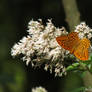 White with butterfly