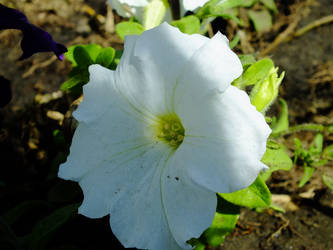 White with lime