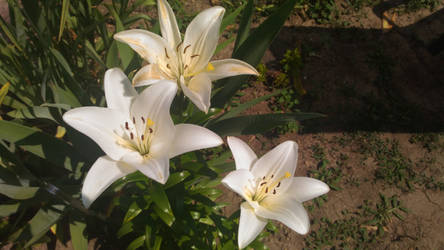 White lilies