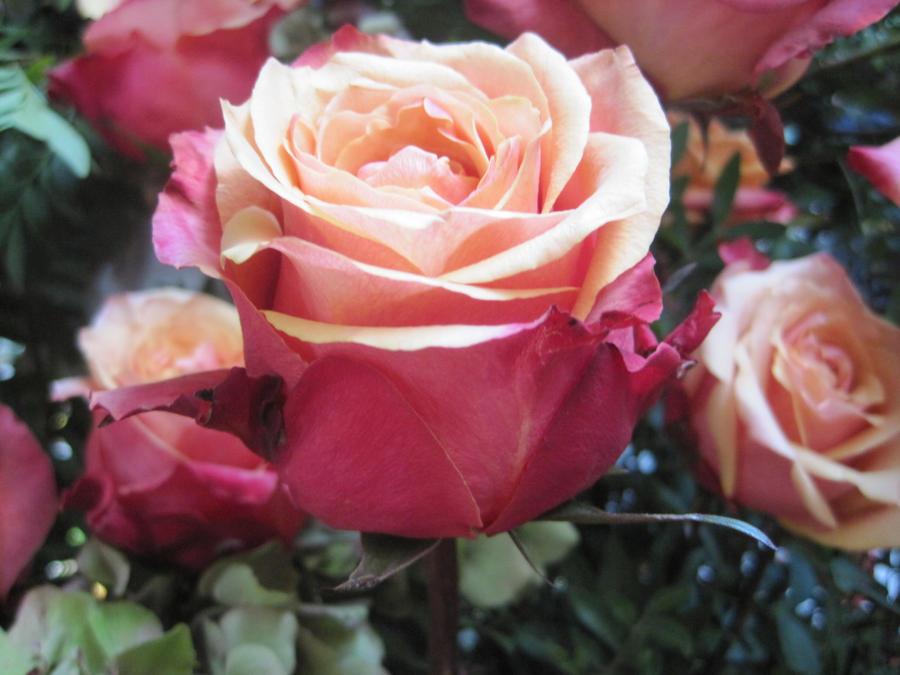 Beautiful Roses Jennifer +Beautiful Roses+ by JaneSerenityWolf on DeviantArt
