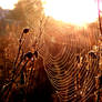 Spider web