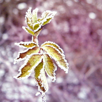 Frozen leaves II