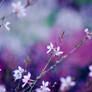 Flowers of the City 13.14