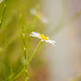 Daisy