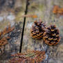 Pine cones