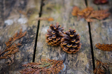 Pine cones