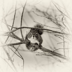 Winter Squirrel